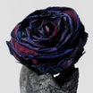 Bruma corporal – Rosa Negra & Oud