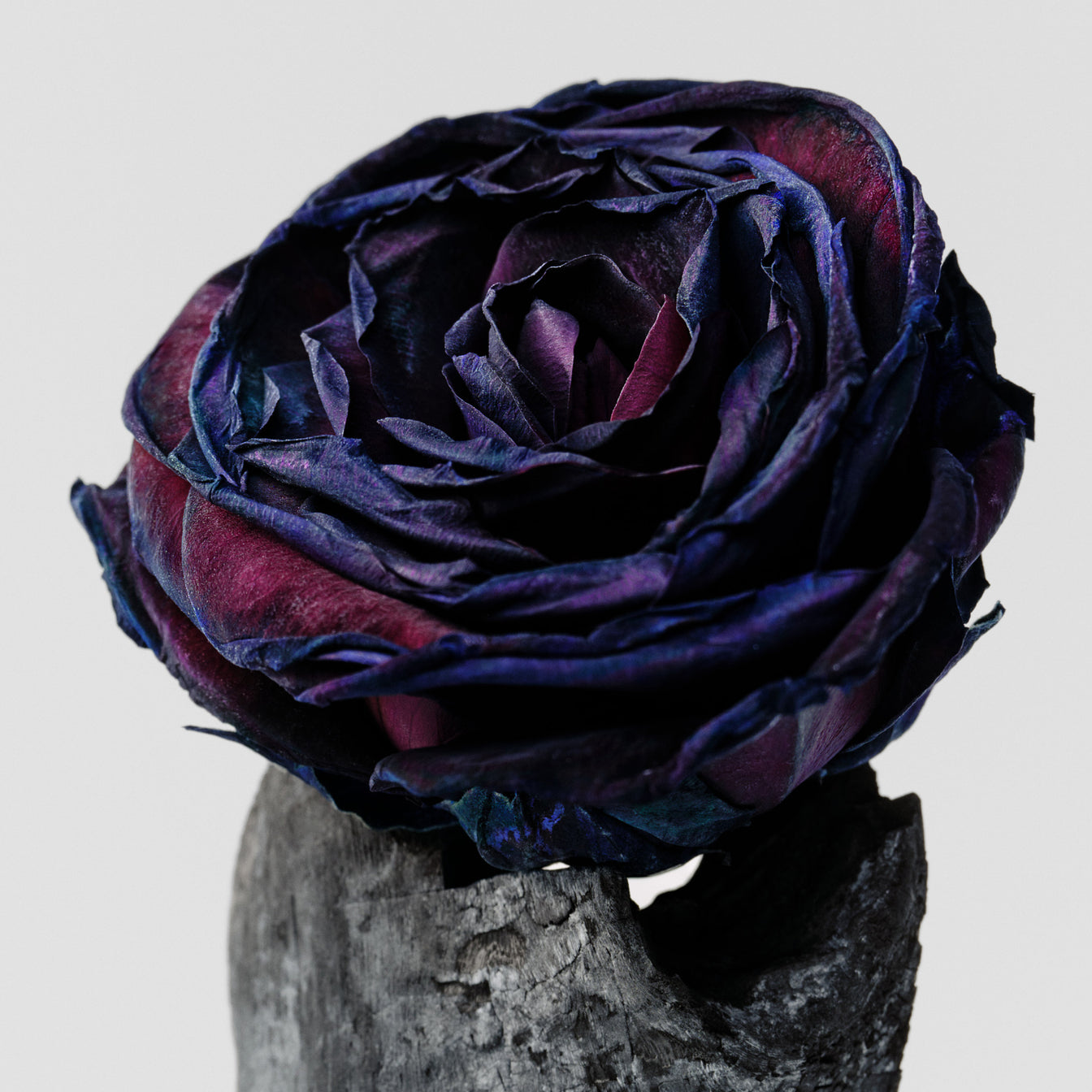 Bruma corporal – Rosa Negra & Oud