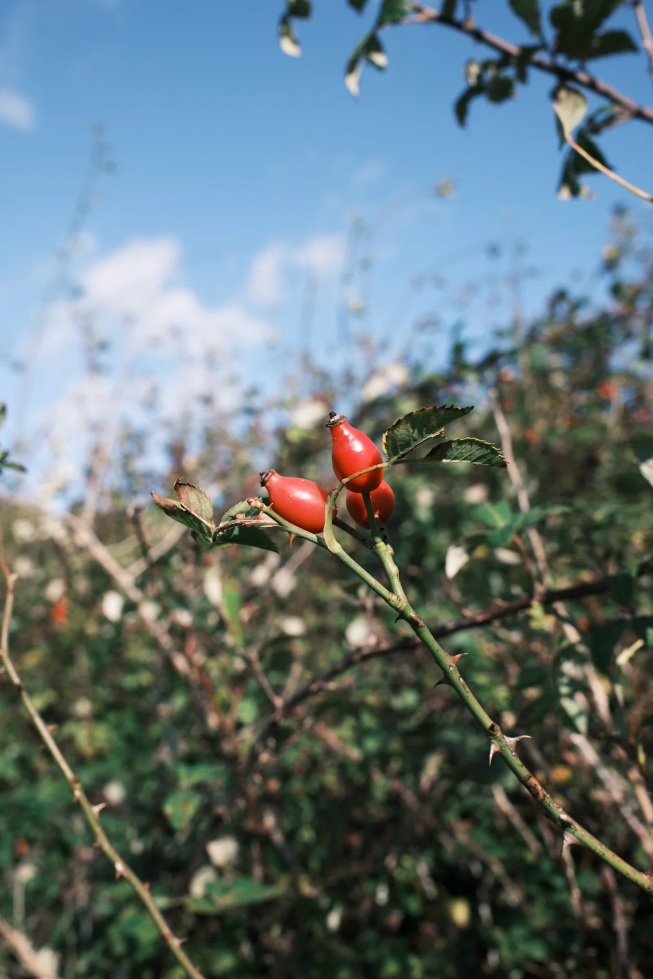 Pelegrims Vitamin Boost Facial Cleanser